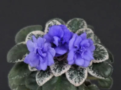 Wesley's Blueberry Fairy (W.Carter)