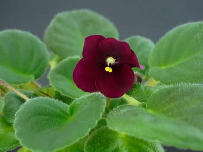 Mac's Black Jack (G.McDonald)