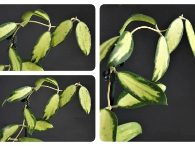 Hoya acuta (verticillata) variegata