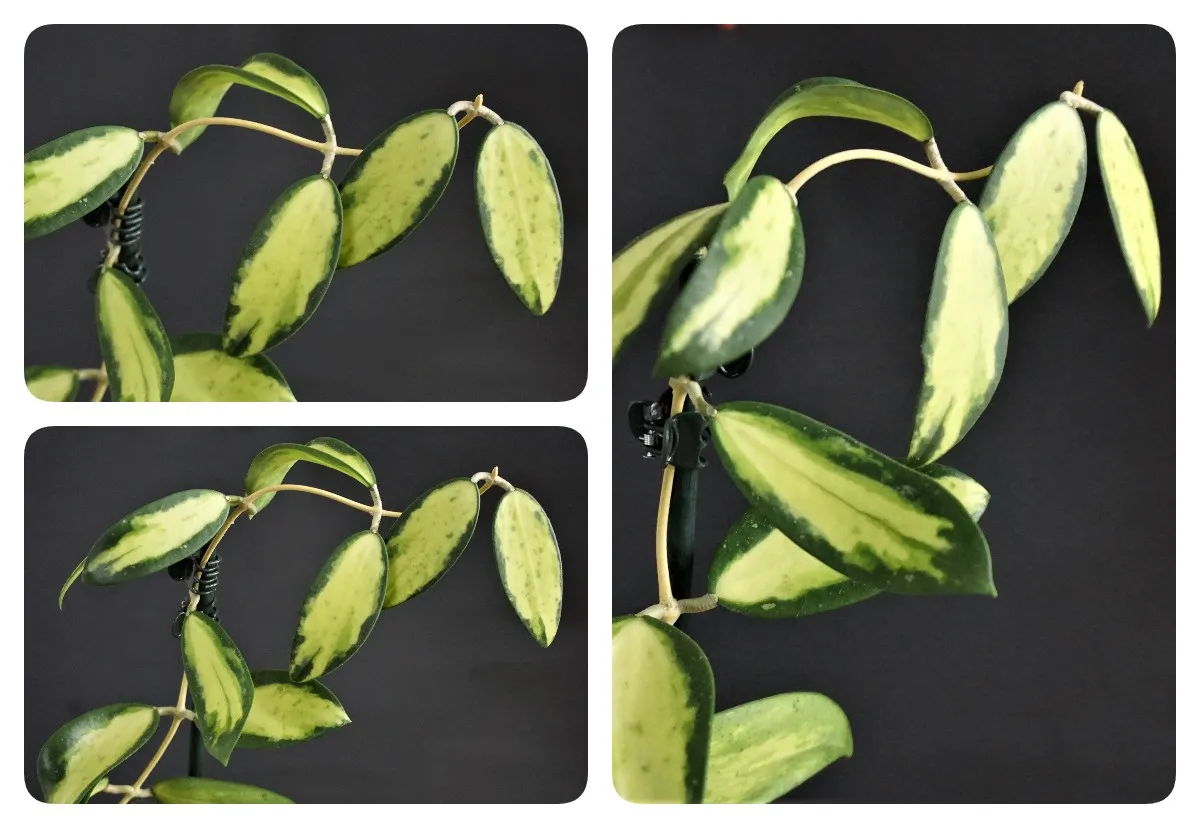 syngonium chiapense variegata Syngonium Chiapense Variegated