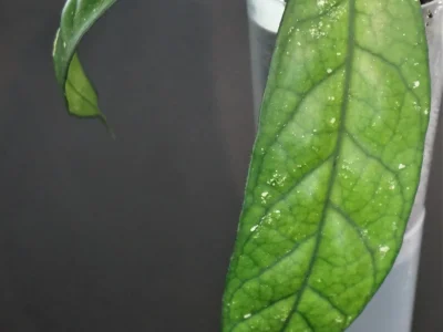 Hoya sp. Lai Chang Forest VN