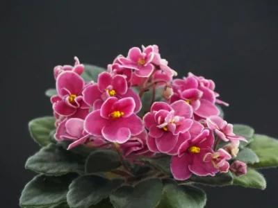 Mac's Courageous Captain (G. McDonald)