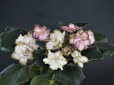 Morgan's Blast of Bronze (C. Eros)