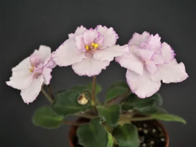 Morgan's Katundra (C. Eros)