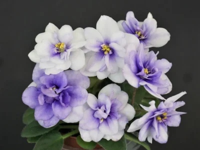 Orchard`s Purple Haze (R.Wilson)