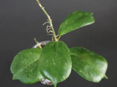 Hoya RB Dick (EPC-196)