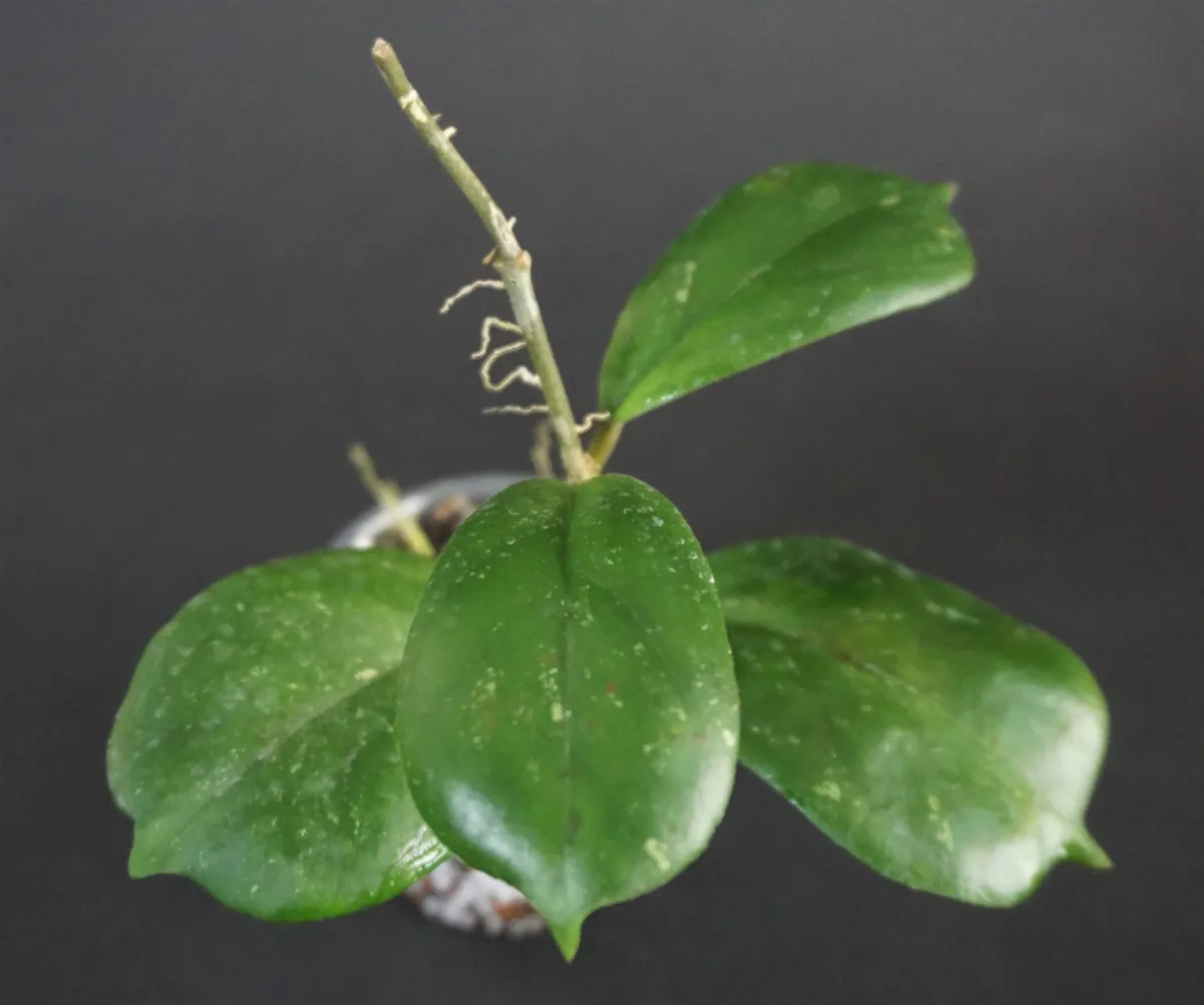 Hoya RB Dick (EPC-196) - VioletViol - Home Garden: 1850+ African