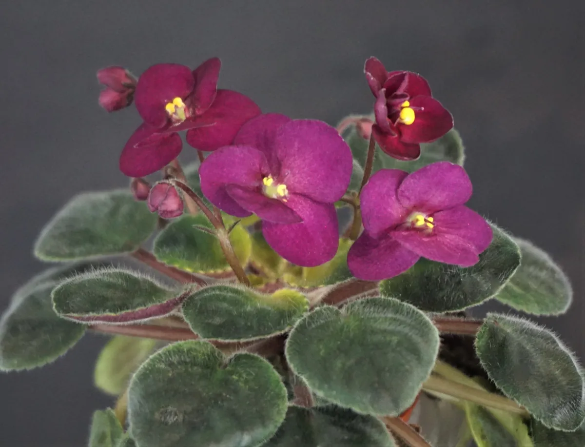 Rob's Love Bite (O. Robinson) - VioletViol - Home Garden: 1850+
