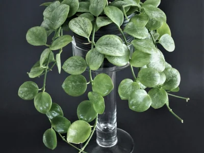 Hoya biakensis splash