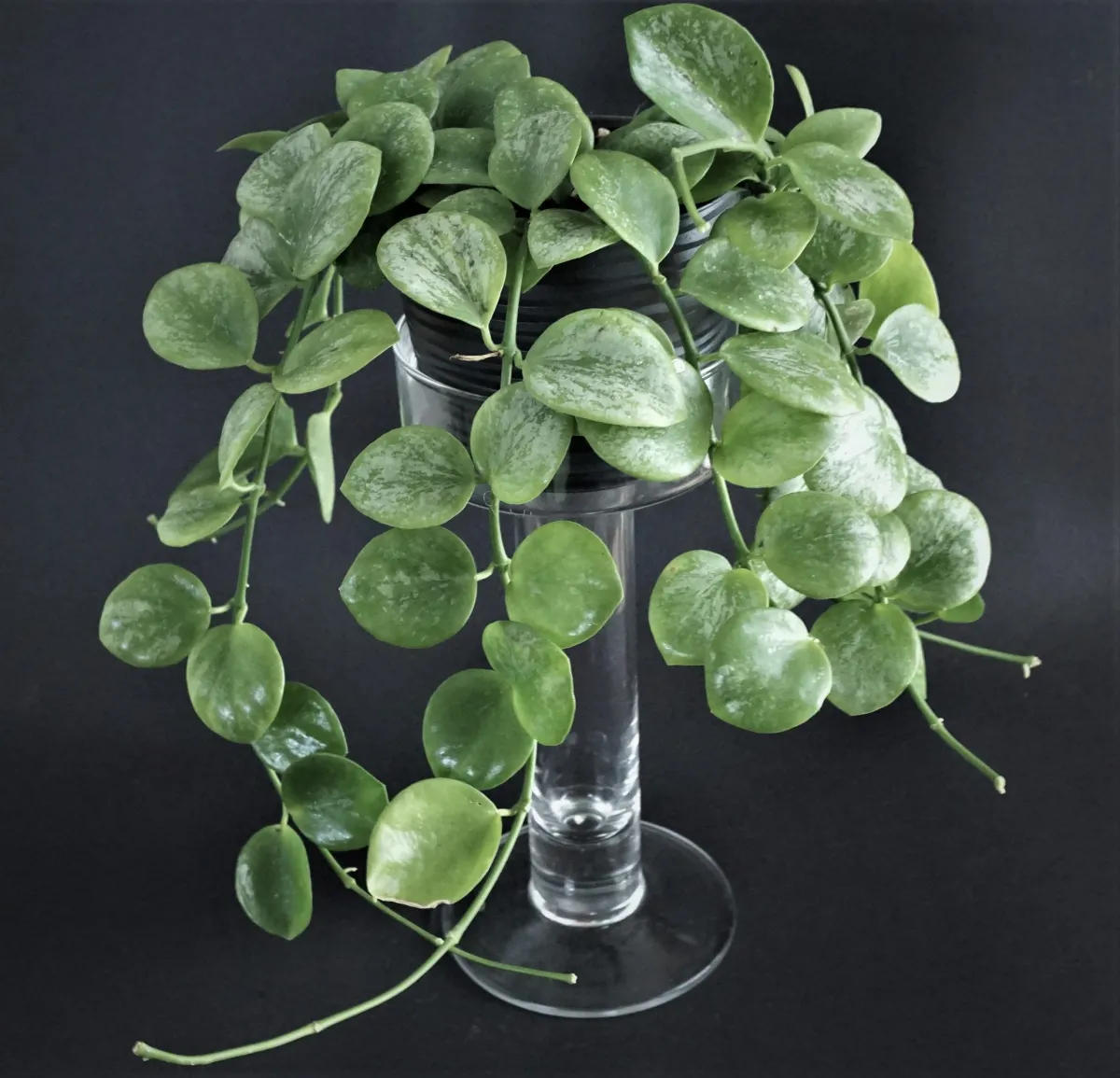 Hoya biakensis splash - VioletViol - Home Garden: 1850+ African