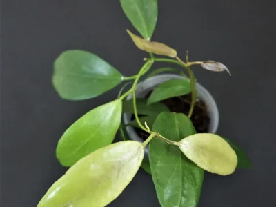 Hoya flavida