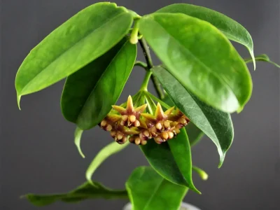 Hoya sp. SR-2017-012 Frog Foot