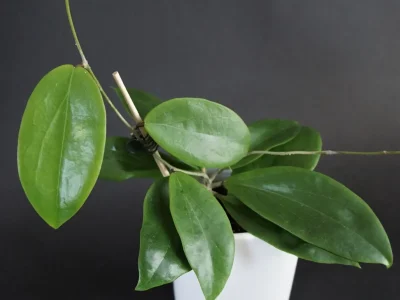 Hoya Ilagiorum yellow