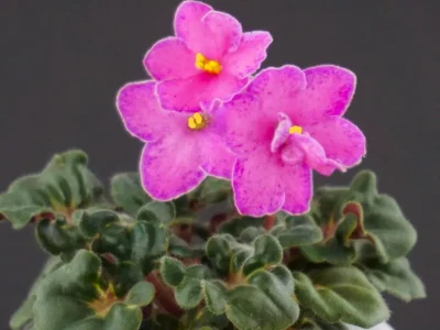Ma's Melody Girl (O. Robinson)