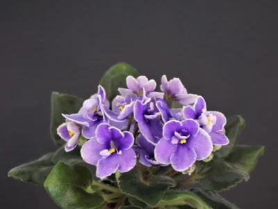 Mini Minx (L.Egenites)