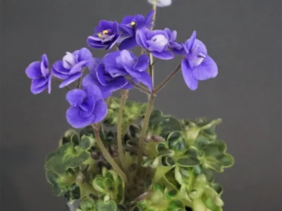 Mac's Pizza Pizzicato (G. McDonald)