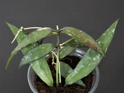 Hoya sp.599 Ranong province Thailand