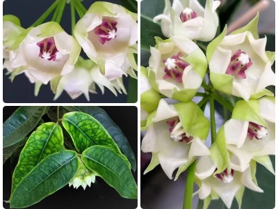 Hoya surisana (Rodda & S.Rahayu)