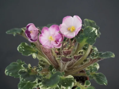 Strawberry Girl (N.Johnston)