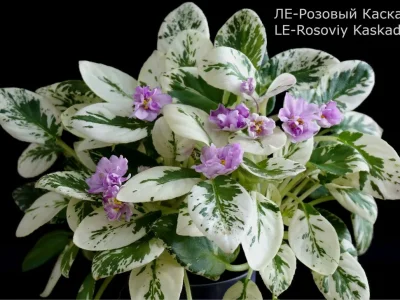 ЛЕ-Розовый Каскад (Е. Лебецкая)