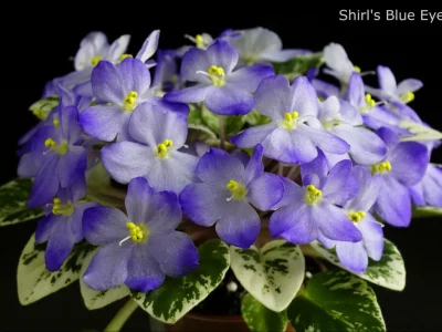 Shirl's Blue Eyes (S.Sanders)