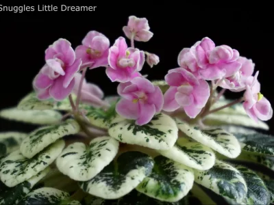 Snuggles Little Dreamer (S.Sorano)