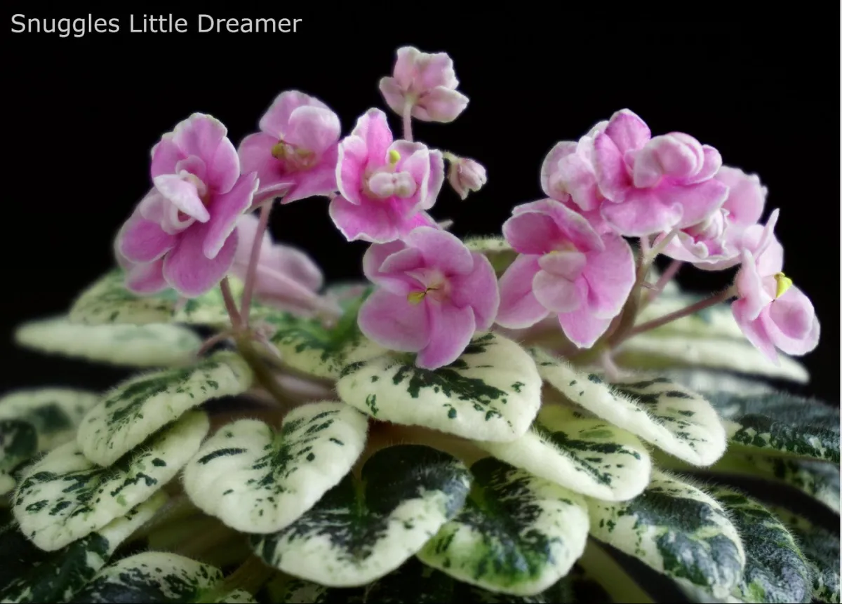 Snuggles Little Dreamer (S.Sorano) - VioletViol - Home Garden