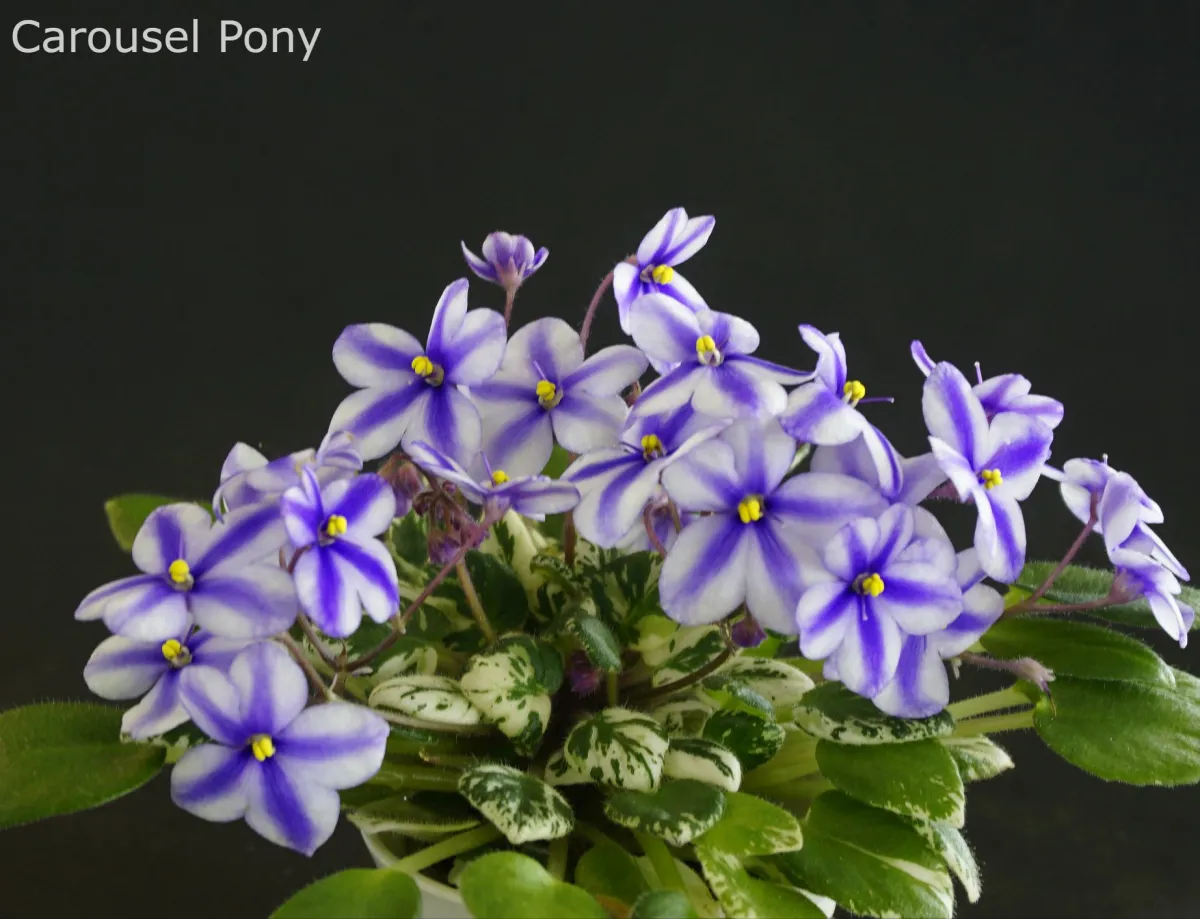 Carousel Pony (S.Sorano) - VioletViol - Home Garden: 1850+ African