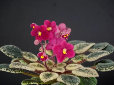 Mac's Coral Cutie (G.McDonald)