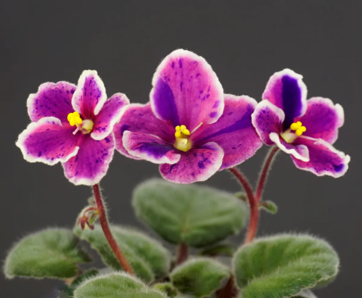 その他 NPK Shin Violet Symphony Ver その他 NPK Shin Violet Symphony Ver Final Symphony/Symphonic