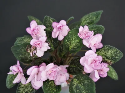 Lilian Sparkler (E.Champion)