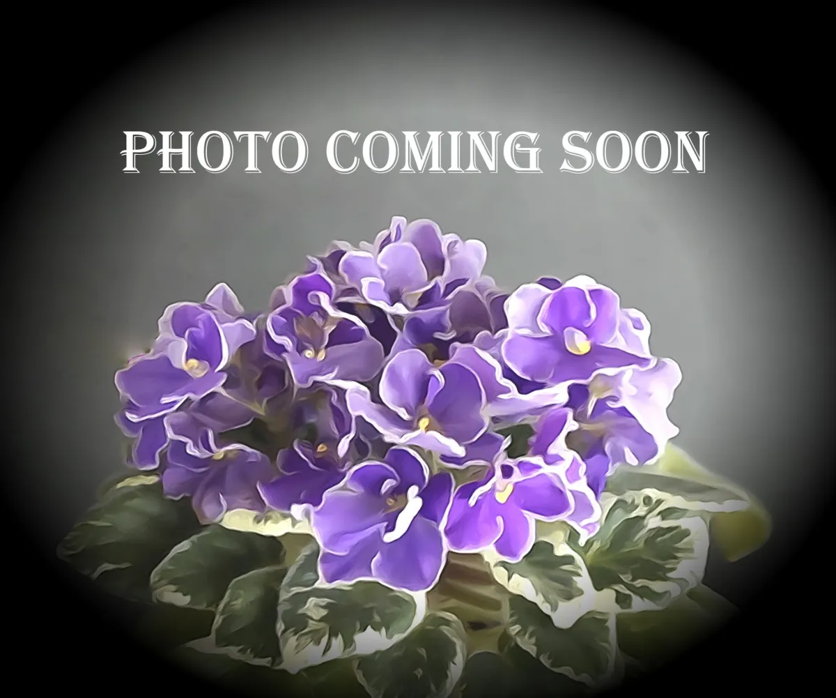 НК-Вышиванка (Н.Козак) - VioletViol - Home Garden: 1850+ African