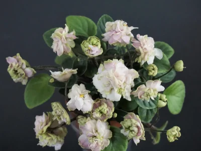 Pink Mint (S.Sorano)
