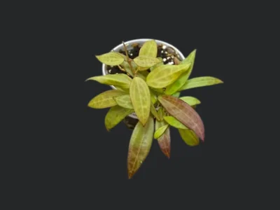 Hoya sp. NS 12-323 (micro-dwarf)