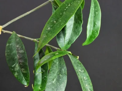 Hoya mappigera (peninsular Malaysia) 'Pink corona'