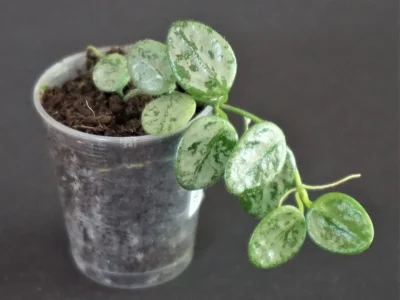 Hoya tengchongensis silver