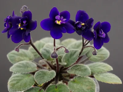 Indigo Doll (S.Sorano)
