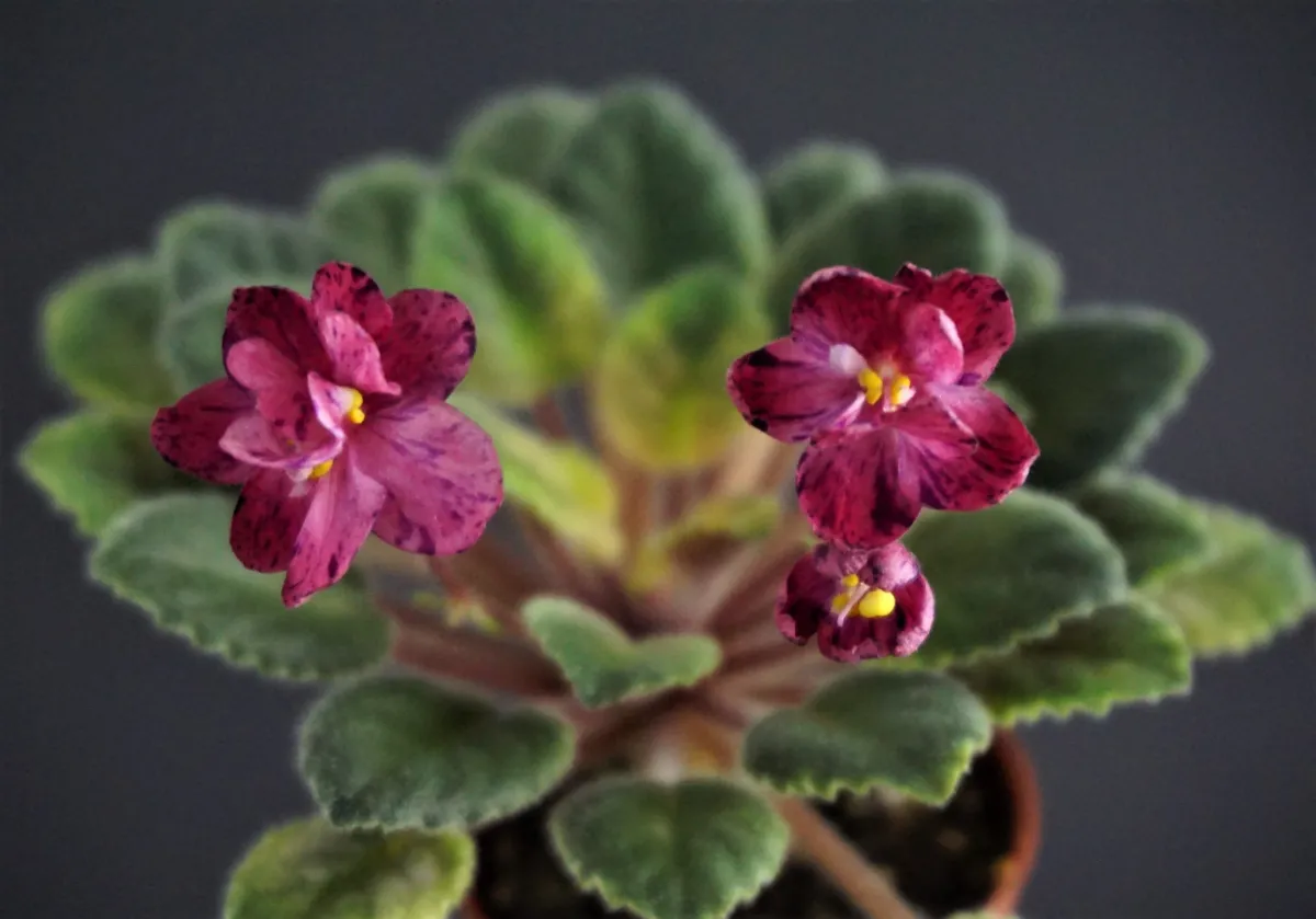 Sierra Sunrise (P.Sorano/LLG) - VioletViol - Home Garden: 1850+