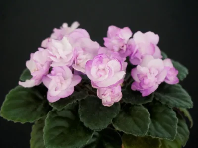 Ness' Satin Rose (D. Ness)