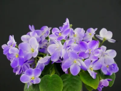Morgan's Fool's Thin Air (C. Eros)