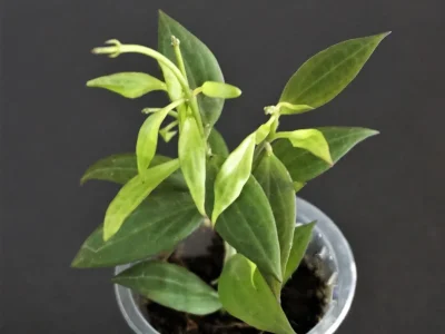 Hoya sp. NS 12-323 (micro-dwarf)