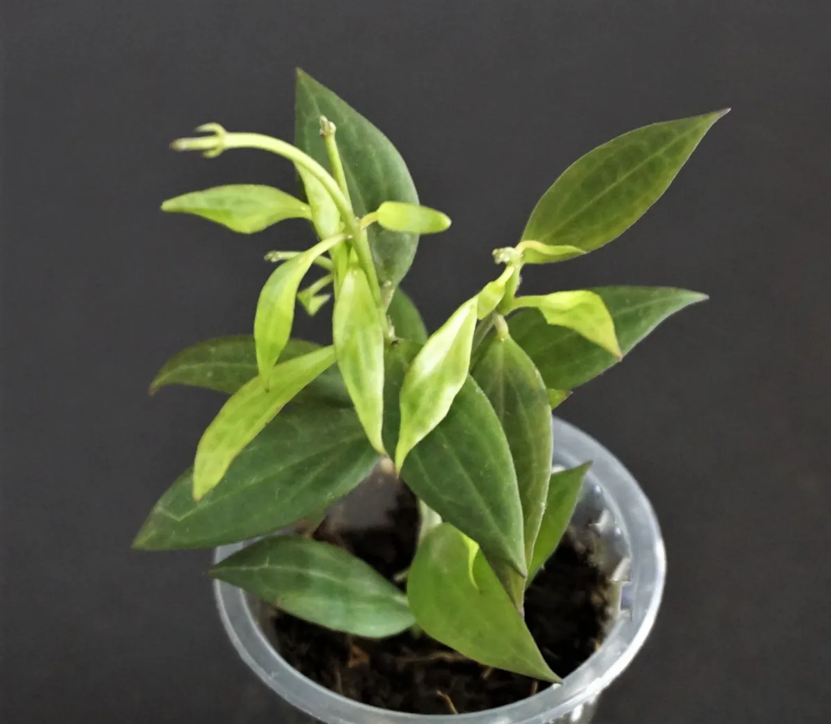 Hoya sp. NS 12-323 (micro-dwarf) - VioletViol - Home Garden: 1850+