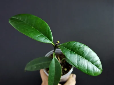 Hoya thuathienhuensis