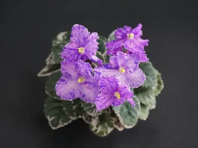 ЛЕ-Фейерверк (Е. Лебецкая)