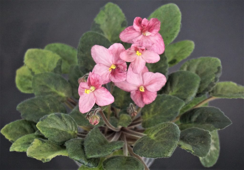 Mac's Freckle-Faced Redhead (G.McDonald) - VIOLETVIOL PLANTS COLLECTION