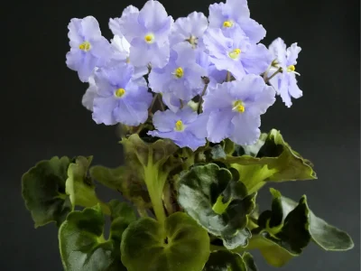 Pastel Princess (D. Lamphere/LLG)