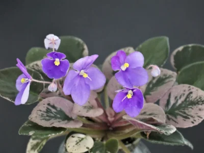 Shirl's Grape Lollipop (S.Sanders)