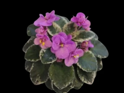 Wishful Teen (H.Pittman)