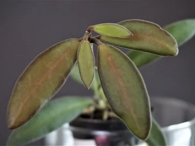 Hoya anncajanoae