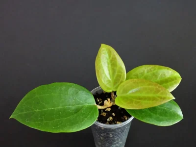 Hoya glabra